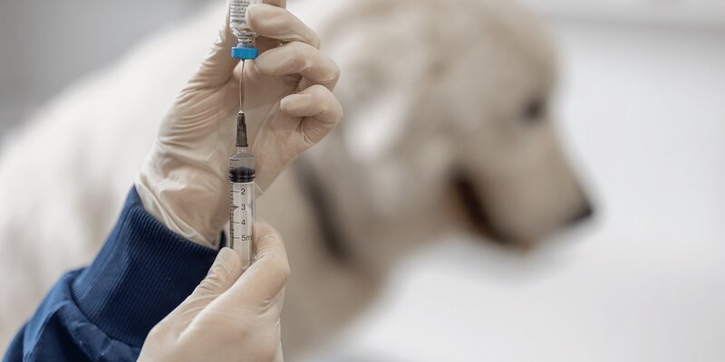 Furry Friends - Clinica Veterinara,